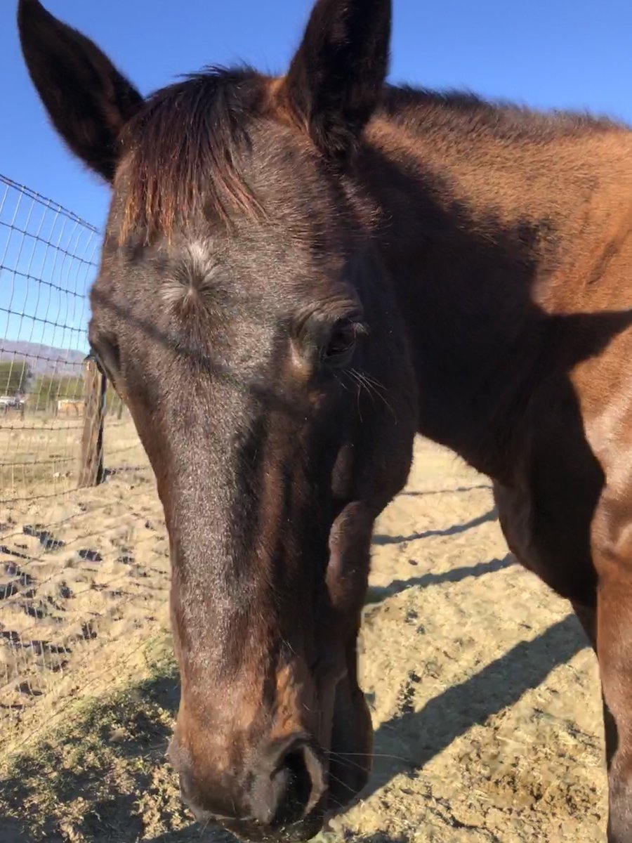 GloriousAllianc's tweet image. K: Hey Chocolatte Loverama Molten Love Cake…
Hackleton: I’m intense…