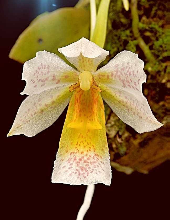 KubinRonnie's tweet photo. Trichocentrum pulchrum 🌸🌱🌷
Found from Venezuela, Peru, Brazil as a dwarf epiphyte of wet montane forests, flower is pleasantly scented flower 1.5"tall.
#orchids #flowers #plants #orquideas #garden #wildorchids #Trichocentrum https://t.co/gRL8TNxor0