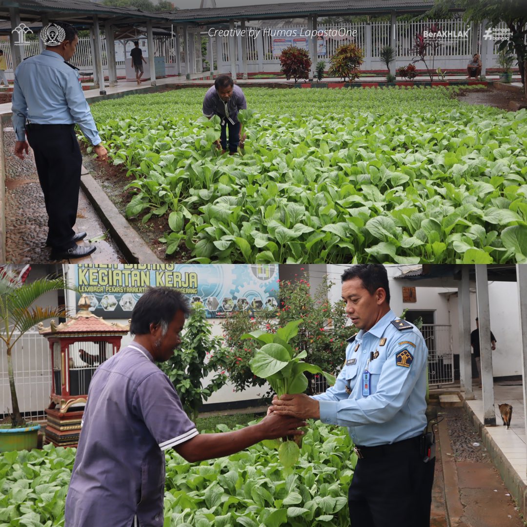Lapastaone01's tweet photo. Tangerang – INFO_PAS Upaya pembinaan oleh Lapas Kelas I Tangerang Kanwil Kemenkumham Banten untuk meningkatkan kualitas Warga Binaan Pemasyarakatan (WBP) terus dilakukan, bahkan di lahan yang terbatas pun bisa dimanfaatkan untuk melakukan pembinaan penanaman sawi hijau. https://t.co/Zux0pluC2m