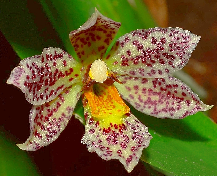KubinRonnie's tweet photo. Trichocentrum pulchrum 🌸🌱🌷
Found from Venezuela, Peru, Brazil as a dwarf epiphyte of wet montane forests, flower is pleasantly scented flower 1.5"tall.
#orchids #flowers #plants #orquideas #garden #wildorchids #Trichocentrum https://t.co/gRL8TNxor0