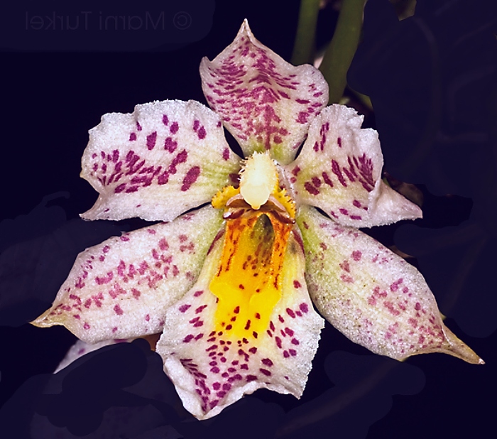 KubinRonnie's tweet photo. Trichocentrum pulchrum 🌸🌱🌷
Found from Venezuela, Peru, Brazil as a dwarf epiphyte of wet montane forests, flower is pleasantly scented flower 1.5"tall.
#orchids #flowers #plants #orquideas #garden #wildorchids #Trichocentrum https://t.co/gRL8TNxor0
