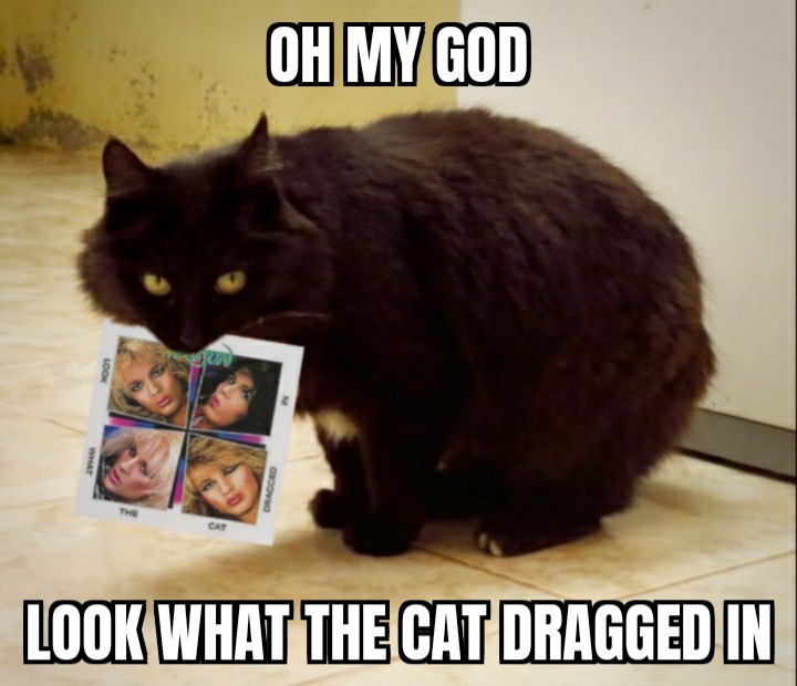 Phoenix Elgato AKA Phoenix The Cat (@phoenix_elgato) on Twitter photo 