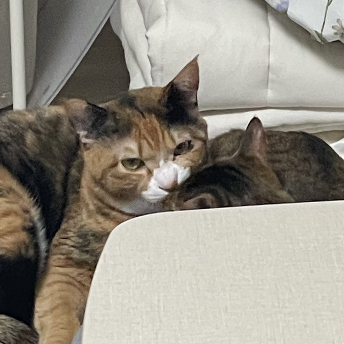 _blackpeppercat's tweet photo. 눈치를 보며 소금이를 물다 https://t.co/4FfTQEx9fe