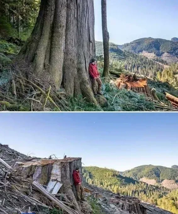 These irreplaceable old growth forests continue to be logged across British Columbia. Over 1,200 people have been arrested trying to keep them standing.

There is no time to waste. Protect the Irreplaceable. 

#ActOnClimate #climate #nature <a href="/bcndp/">BC NDP</a> #bcpoli #bcgov Pic <a href="/TJWattPhoto/">TJ Watt</a>