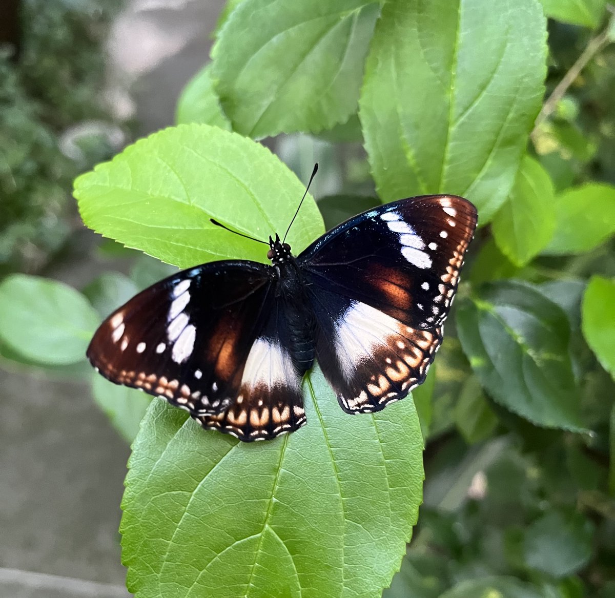 待ちに待ったリュウキュウムラサキの羽化が始まりました！ このチョウ