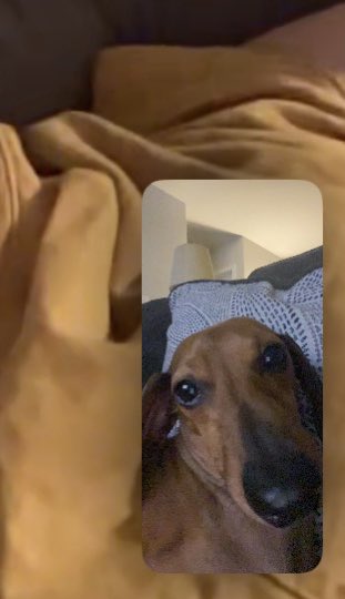 TheDobey's tweet photo. When you get to FaceTime your college brother! ❤️. I miss him! 🫶🏼
#parkersplayground #dachshund #facetiming #FaceTimeCall #brotherlylove https://t.co/ZrT94wAX6Y