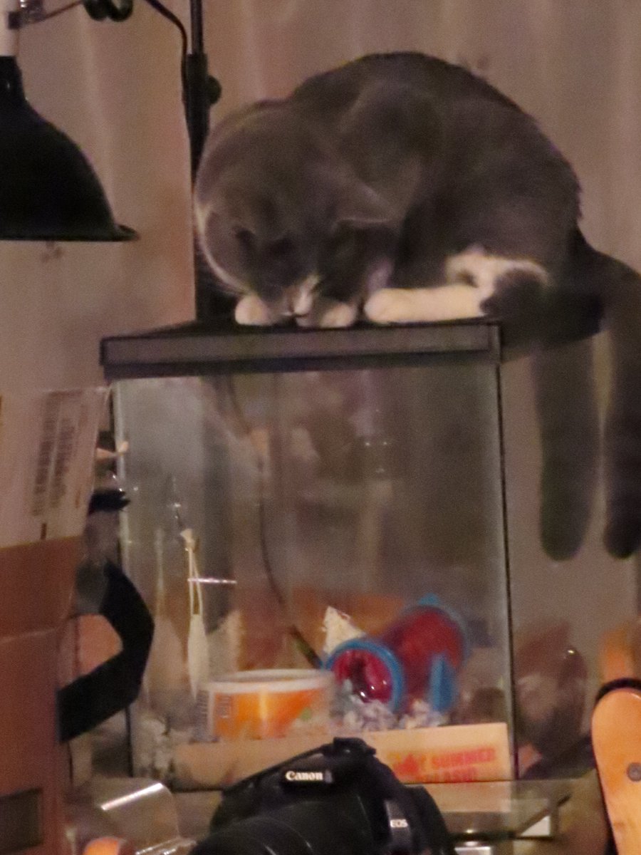 PookieDigi4Ever's tweet photo. Yes, that is Georgie sitting on top of Little Nugget's tank, watching him eat a yogurt drop treat. #IFitISit #JBSC #CatsOfTwitter https://t.co/HVPVI9msG8