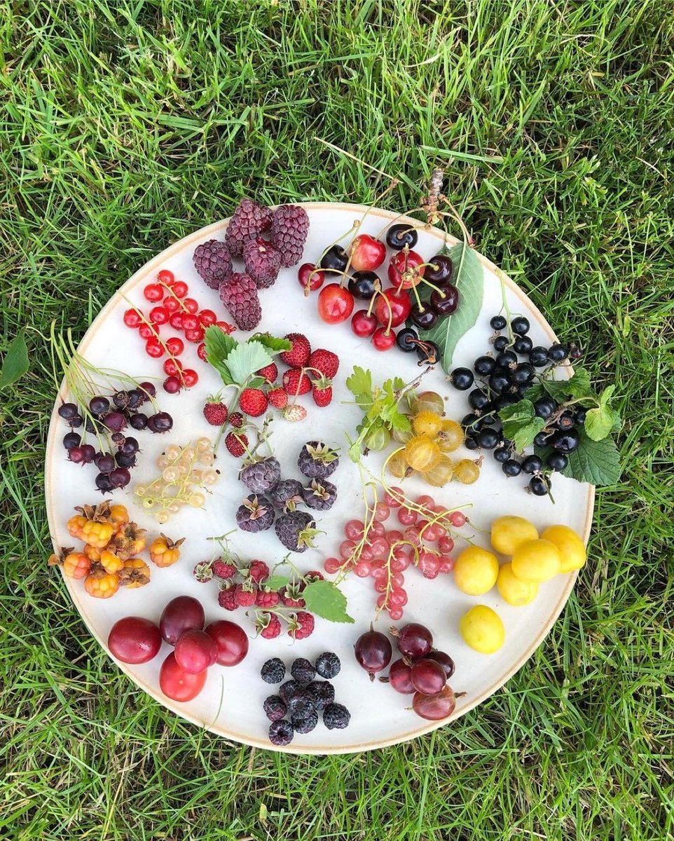 NaturallySudha's tweet photo. Batology isn’t the study of bats! The scientific study of blackberries is called ‘batology’. So a batologist is someone who has keen interest in #blackberries … not bats!

Isn't this is a fact worthwhile to know today on #Ekadashi ?
#DidYouKnow #fruits #health #healthylifestyle https://t.co/8B0cu9D3Su