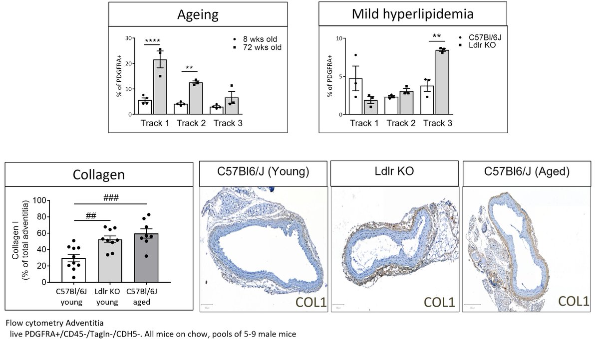 Judith Sluimer tweet media