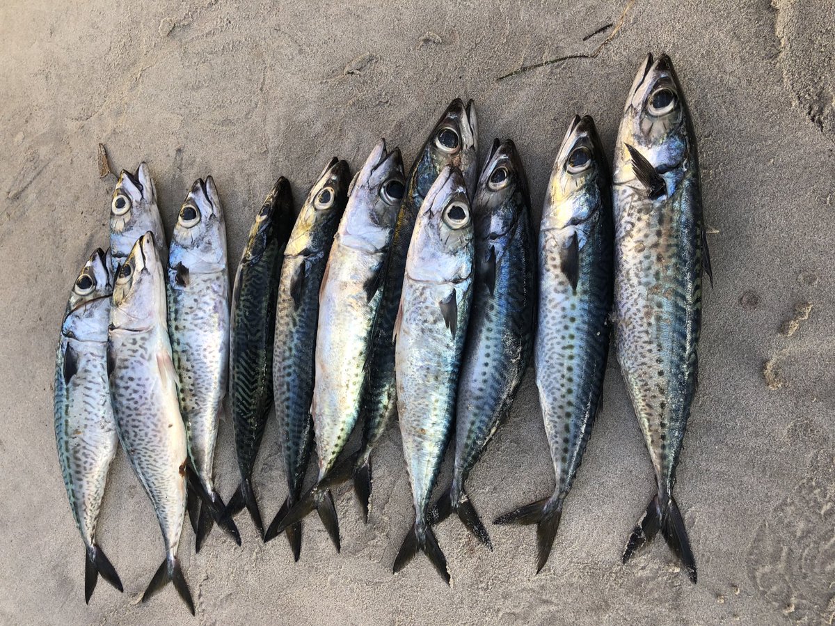 BarkhadleAbdulk's tweet image. #Blue Mackerel ( Scomber australasicus/ Balan Ama Nuun) during Data collection in Lido landing center, Mogadishu @SecureFisheries @MFMRSomaliya @A_Addow