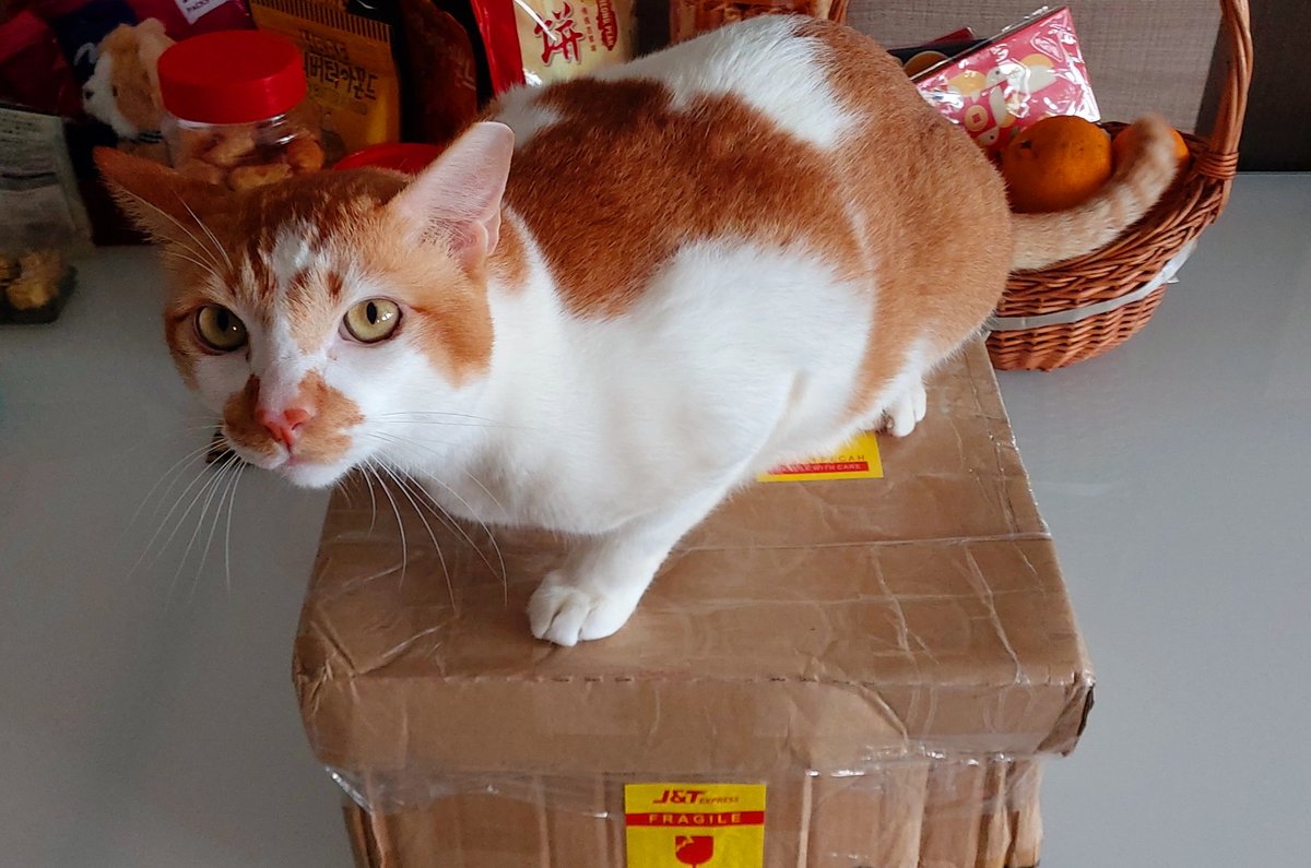 francdegodric's tweet photo. 今天刚收到三色水晶球了!@boxcatplanet @GuanChunArt @Clay_boxcat 猫猫也祝大家恭贺新喜、新年快乐、财源广进、大吉大利、年年有余、步步高升、事事如意、心想事成、万事如意、一元复始、万象更新、富贵有余、金玉满堂、福寿双全、竹报平安、龙凤呈祥、鸿图大展 🤑 #BoxCatPlanet #NFTs #Fortune https://t.co/MLHDVbguBl