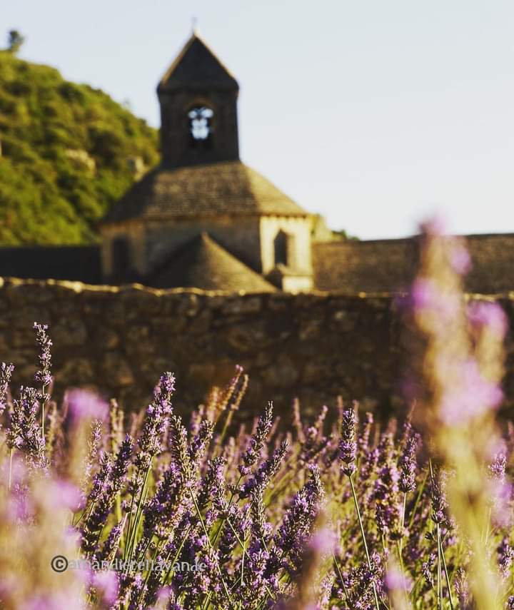 myslowprovence's tweet photo. Amandier Et Lavande on Facebook my new account #senanque #gordes #provence https://t.co/0tVnC8l67f