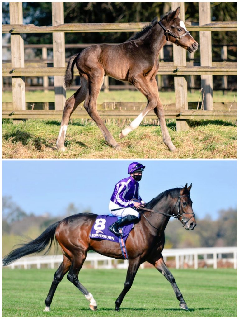 JoeB142's tweet photo. Outstanding first foals by Group winning 2yo and European Champion Sprinter LOPE Y FERNANDEZ 

Foals to match his incredible physique and athleticism 👀🔥 https://t.co/W8mOxFtFMY