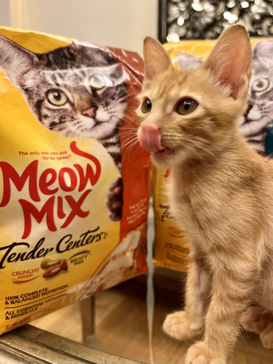 JodiStaMaria's tweet photo. Thank you @meowmixph from Naia! 🤍 https://t.co/6TPNRA3FHI