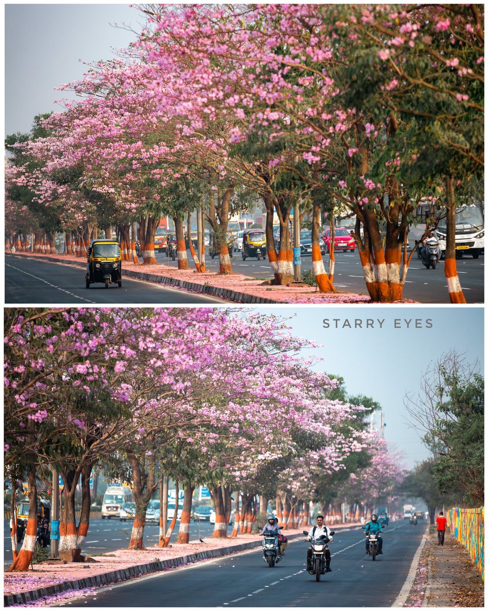 starudyawar's tweet photo. #cherryblossom #vikhroli #pinktrumpettrees #mumbai @incredibleindia #yourlensmh #pinkflowers #natgeoindia @Canon_India @tripoto #tripotocommunity https://t.co/GEAfcWMrOO