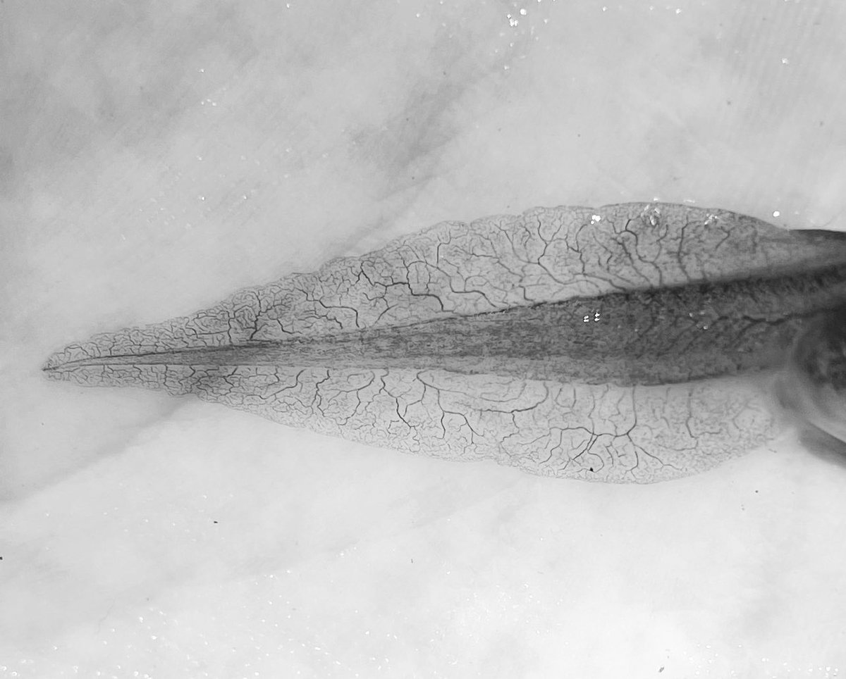 onlinelibrary.wiley.com/doi/full/10.11… Like tigers and their stripes, tadpoles got their veins. Might be useful for tadpole population studies 🐸 #frogs #ecology 📷