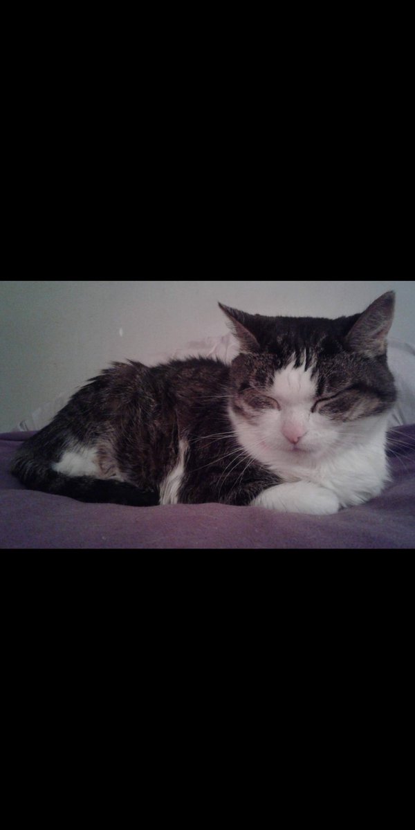 PJSM206's tweet photo. Happy #WhiskersWednesday to &amp; GB all! A new month has arrived, but let's keep on helping, &amp; showing 💖 &amp; tolerance to all, but also taking care of ourselves, we ALL matter! Purrs from S-J &amp; I! 234 weeks since my Antennae &amp; I went to Heaven #PurrsForUkraine 🇺🇦 #CatsOfTwitter https://t.co/ubGu2rNS4b