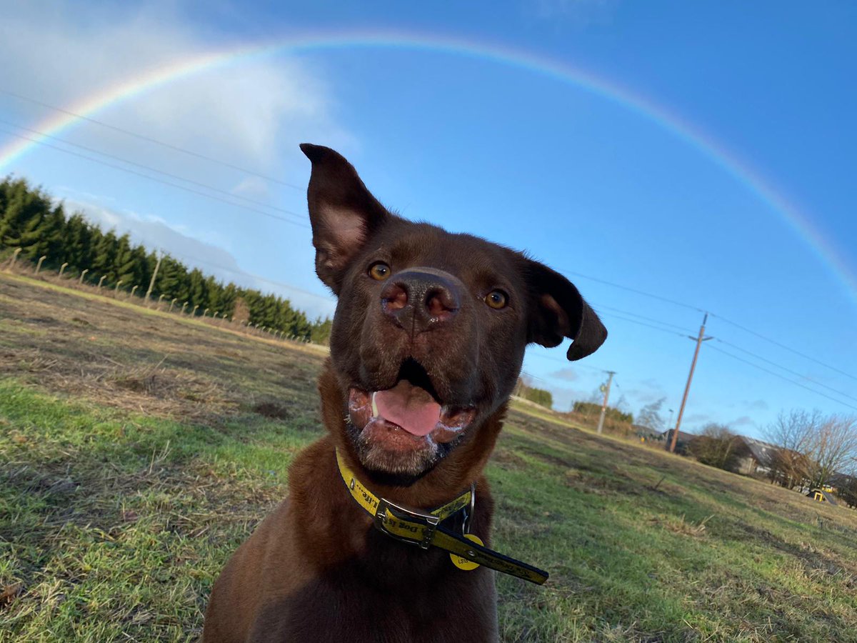 DogsTrust's tweet photo. Somewhere under the rainbow... 🌈 Rocket is waiting for his snoot to be booped! 👉🐽

This handsome, fun-loving boy is looking for his forever home at @DT_Leeds 📍🏡 https://t.co/2rC8toczsP