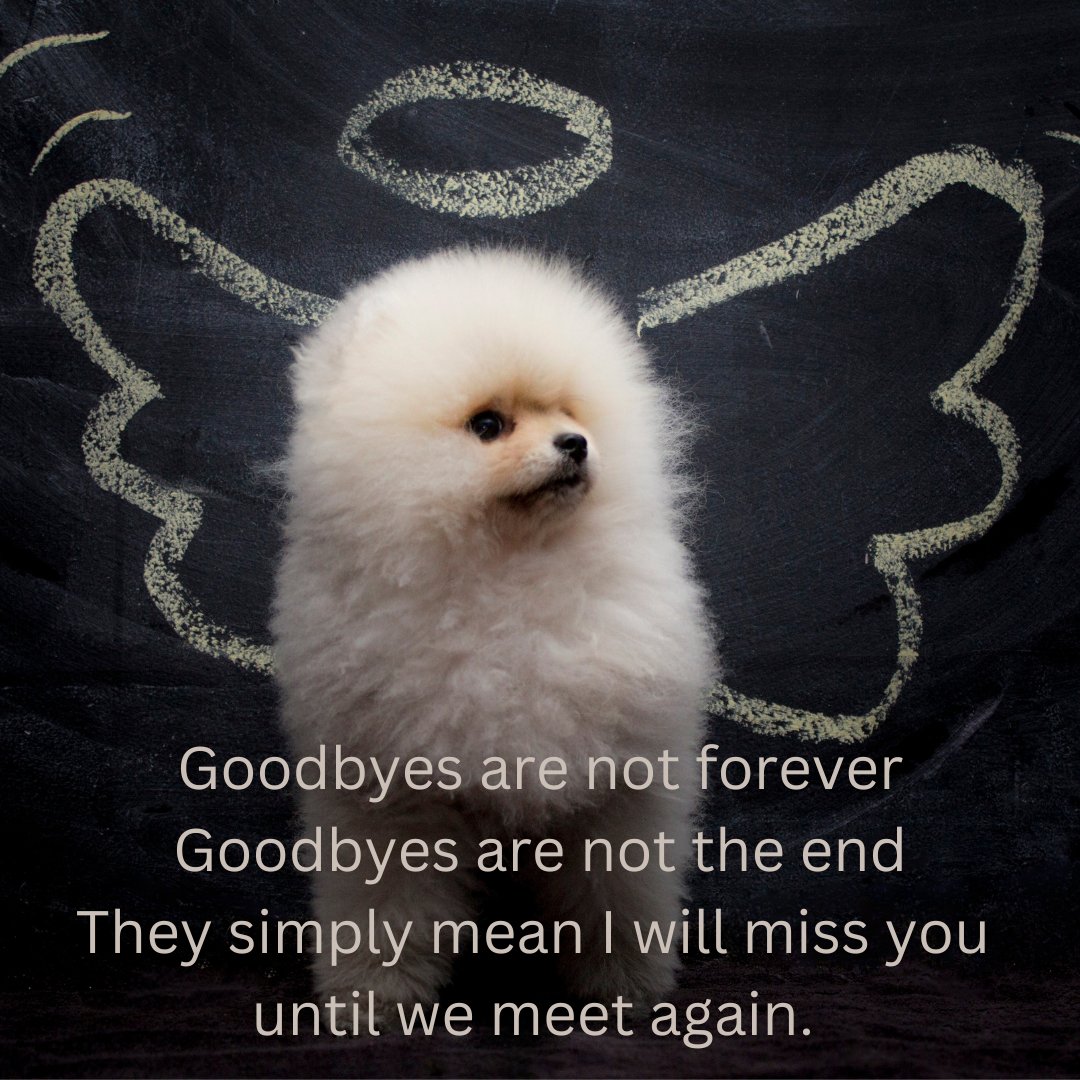 VetsHomeVisit's tweet photo. For those of you who have recently lost a furry friend...

We offer a compassionate in-home pet euthanasia service for when the time comes to say 'Goodbye' to your furry friend.
07729 379141
https://t.co/t8ChMO72SS
#vets #dogs #pets #cats #peteuthanasia https://t.co/AKHufxbDvR