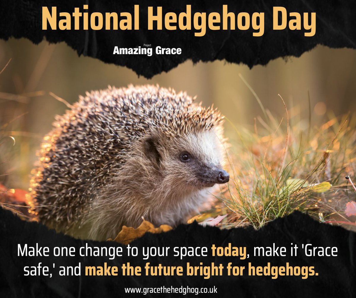 On National Hedgehog Day, sign up to Grace's Army. Make one change to your space to make it 'Grace safe,' making the future bright for hedgehogs.  Go to gracethehedgehog.co.uk/join-graces-ar…  to take action and be part of the change.  
 #NationalHedgehogDay