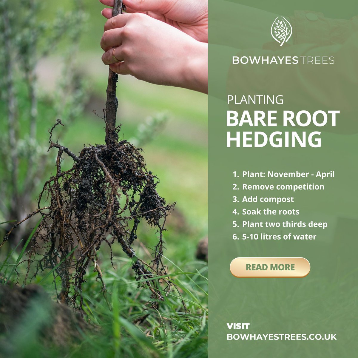 Need help deciding which bare root hedging is for you? Visit our blog:
bowhayestrees.co.uk/post/exploring…

#barerootseason #bareroothedging #countryside #britishcountryside #farmtracks #britishfarms #privacyhedging #gardenscreening #gardenscreeningideas #hedgesforwildlife