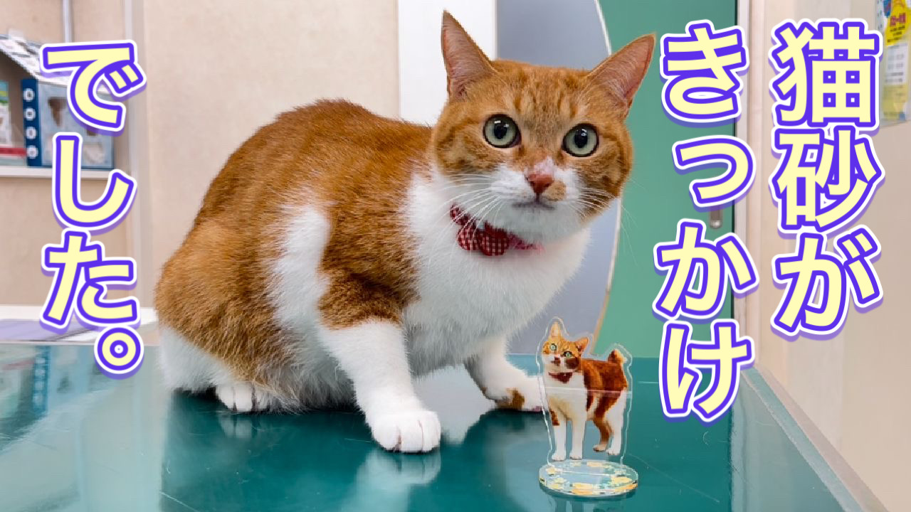 三ツ池動物病院 | TikTokはやってません！ on X: 