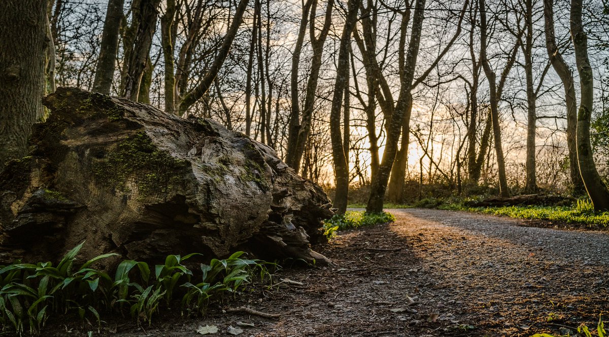 Who doesn't love Spring?

What better was to enjoy the day than a walk through Ballyseede Woods.

#Spring #wildatlanticway #discoverkerry #kerryireland #tralee #visittralee #kerry #explorekerry #ireland #familyfun #irelandtravel #wildatlanticwaykerry #travelireland