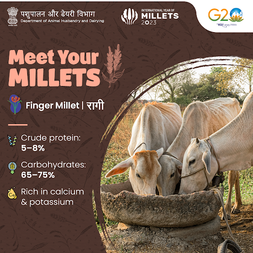 Dept_of_AHD's tweet photo. Supplementing ragi grains to dairy #cows during early to mid-lactation resulted in increased milk production.
#AnimalHealth #AnimalWealth #IYM2023 #YearofMillets #MagicofMillets https://t.co/5fnojeocof