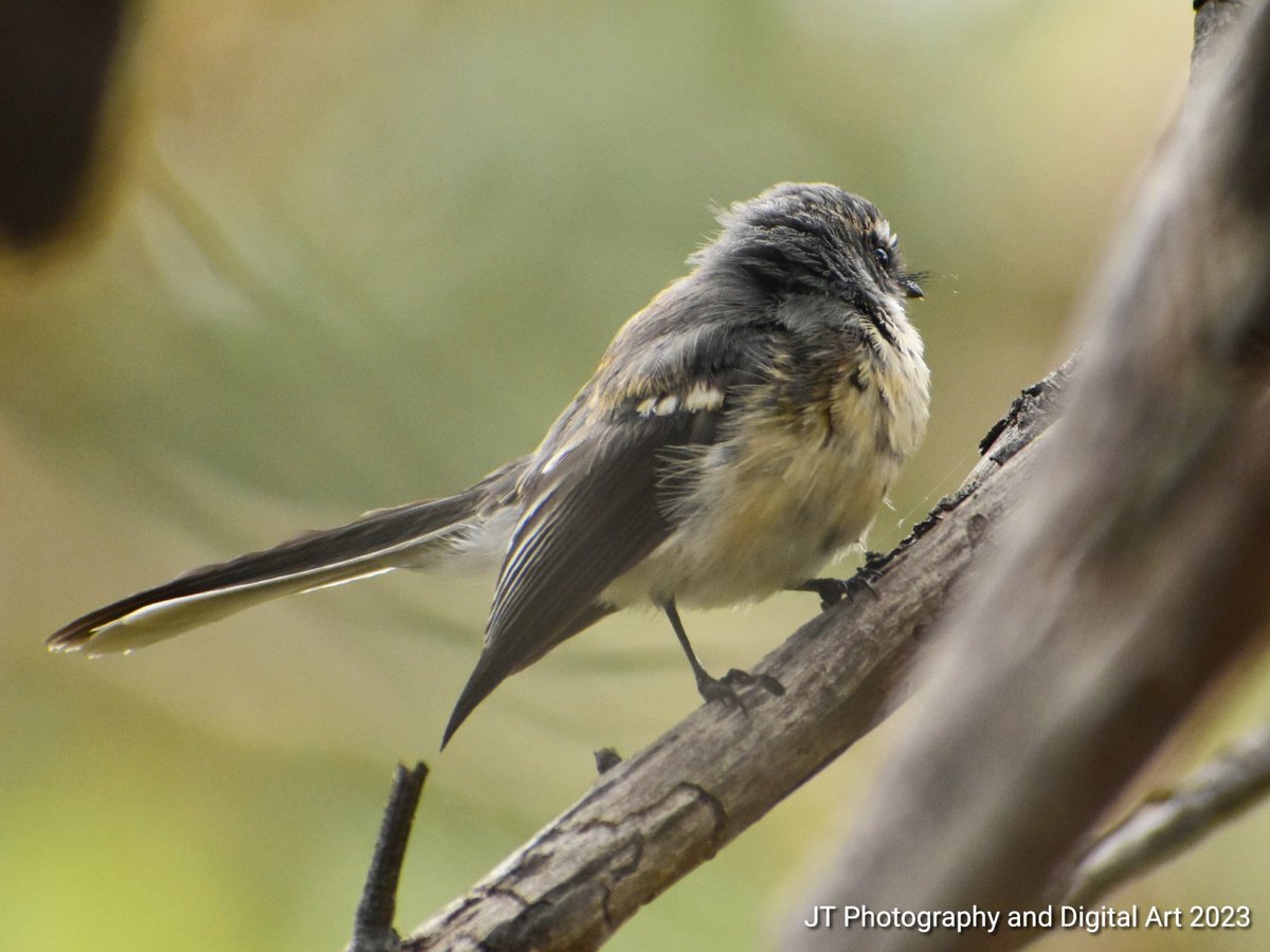 GREY FANTAIL 
#art #digitalart #photography #wildlife #birds #greyfantails  #birdphotography #trees #nature #naturephotography #green #wildlifephotography #MyNikonLife #treebranch