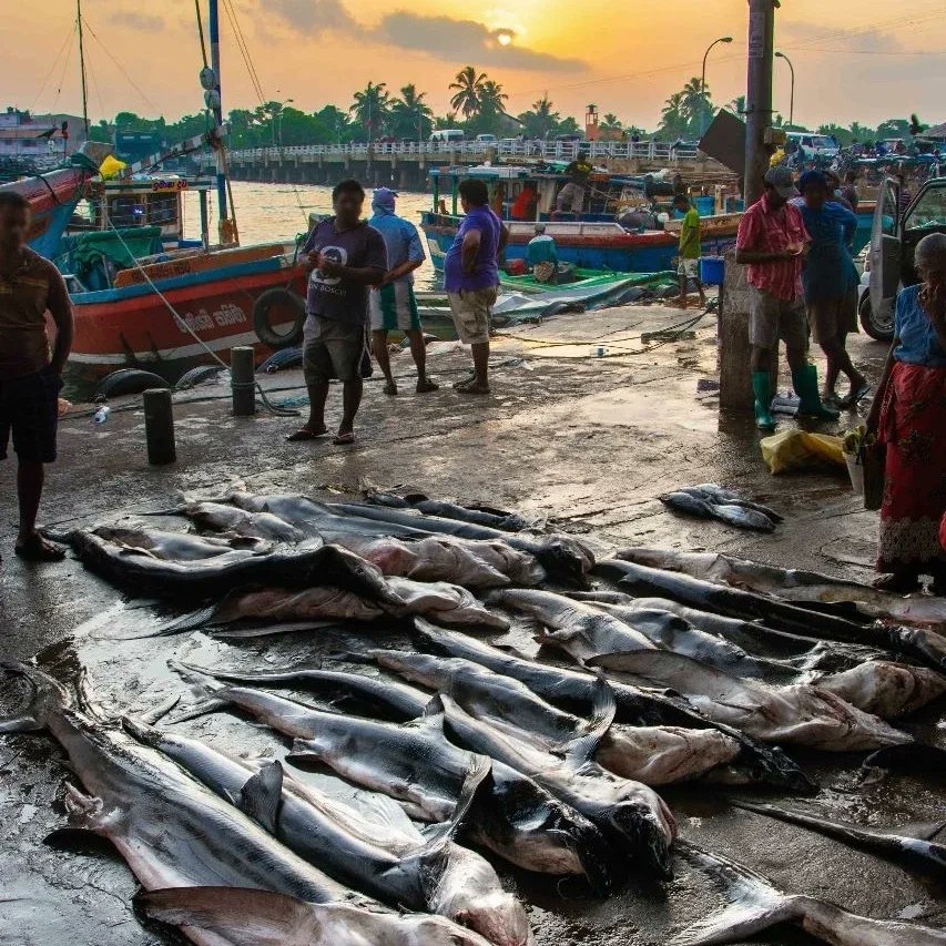 Justice4Jaws's tweet image. February means it's #FISHFREEFEBRUARY 🐟🦞🦑🐟

𝟲𝟬𝟬𝟬𝟬𝟬 tonnes of this fishing gear is lost or left in our oceans each year!
𝟳𝟭% decline in abundance of oceanic shark and ray species since 1970s!

Let us know if you will go #fishfree this Feb in the comments!