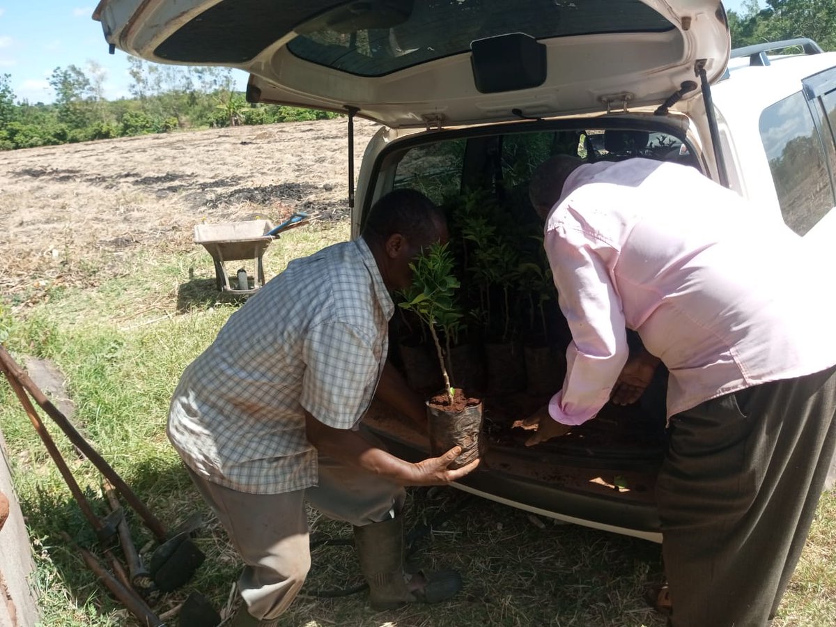 agrealafrica's tweet image. At Machakos county with a happy client. Delivered and Delighted! Our pixie orange seedlings have exceeded our expectations, and we can&apos;t wait for more of you to experience the joy of growing your own fruit. Order now!
#Farmingforfuture