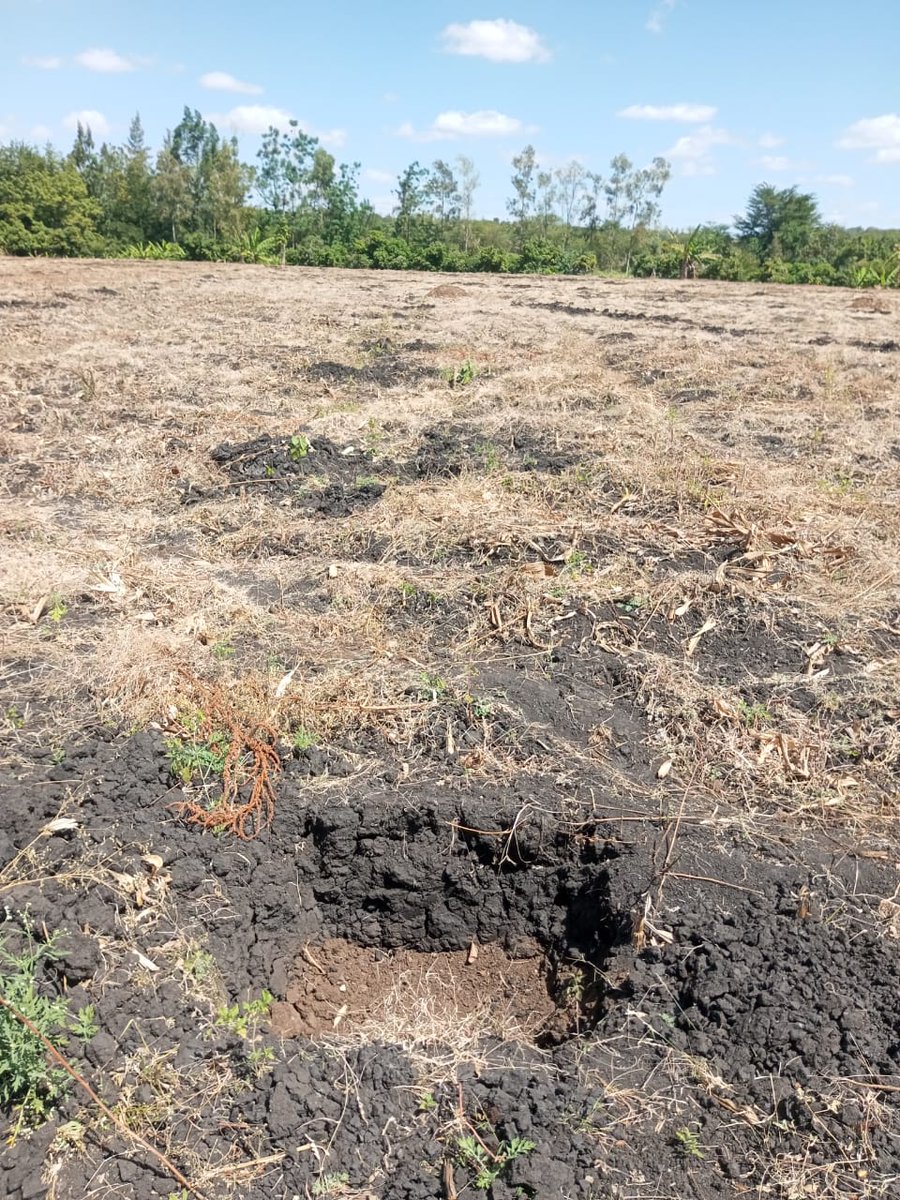 agrealafrica's tweet image. At Machakos county with a happy client. Delivered and Delighted! Our pixie orange seedlings have exceeded our expectations, and we can&apos;t wait for more of you to experience the joy of growing your own fruit. Order now!
#Farmingforfuture