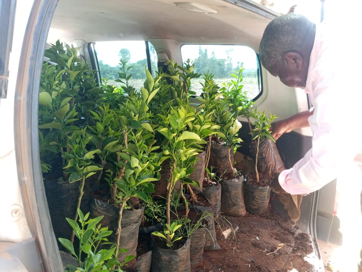 agrealafrica's tweet image. At Machakos county with a happy client. Delivered and Delighted! Our pixie orange seedlings have exceeded our expectations, and we can&apos;t wait for more of you to experience the joy of growing your own fruit. Order now!
#Farmingforfuture