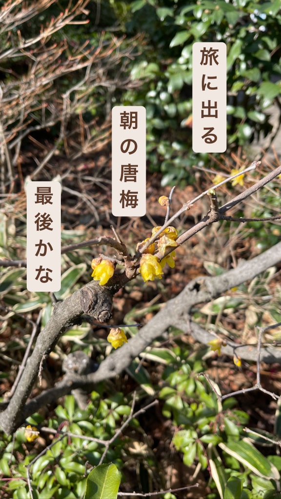 旅に出る
朝の唐梅（からうめ）
最後かな

#俳句