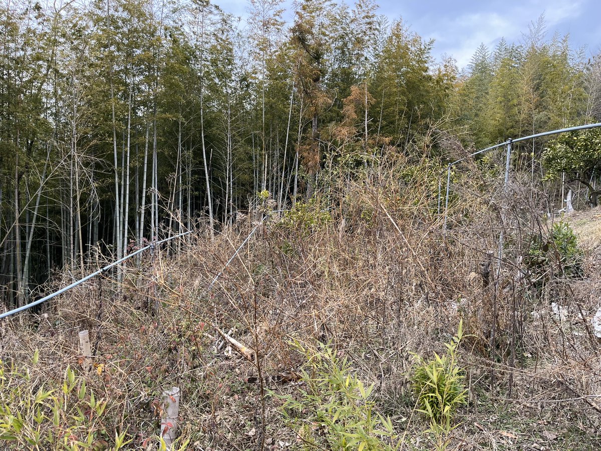 startfromzero23's tweet image. 本日は畑で作業です！🍊

畑の外周が荒地になってきてるので、草刈りを進めてます🤔