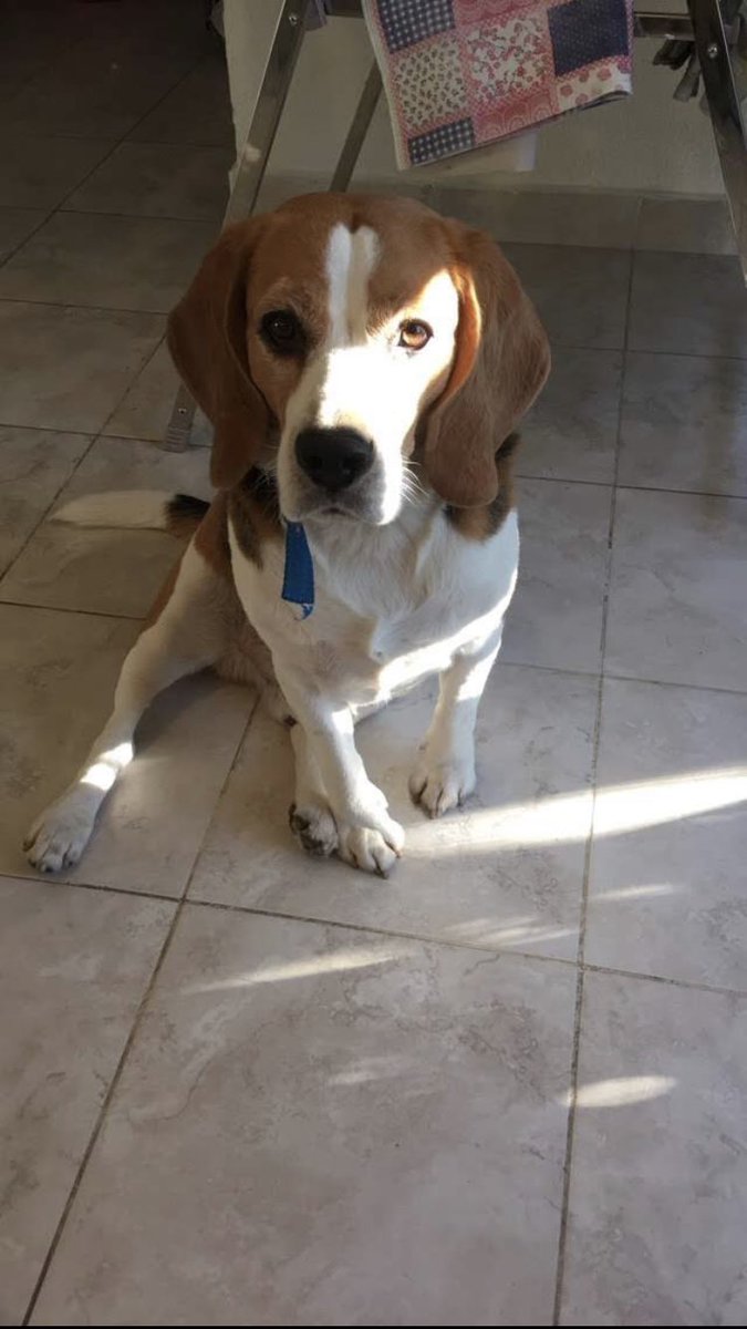IaruuAcuna's tweet photo. Hoy lloré todo el día tu partida mi querido Luchito,gracias por estos 11 años de pelos en la ropa y anécdotas que contar a las persona por que sos y serás el mejor perro que voy a tener en mi vida,voy a extrañar mucho tus ronquidos y perdón por quejarme cuando lo hacías. Te amo❤️ https://t.co/TstMp4f3dc