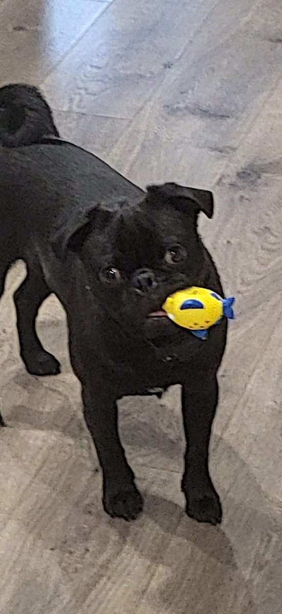 CodObsessed2's tweet image. I'm alive unfortunately here's doggo