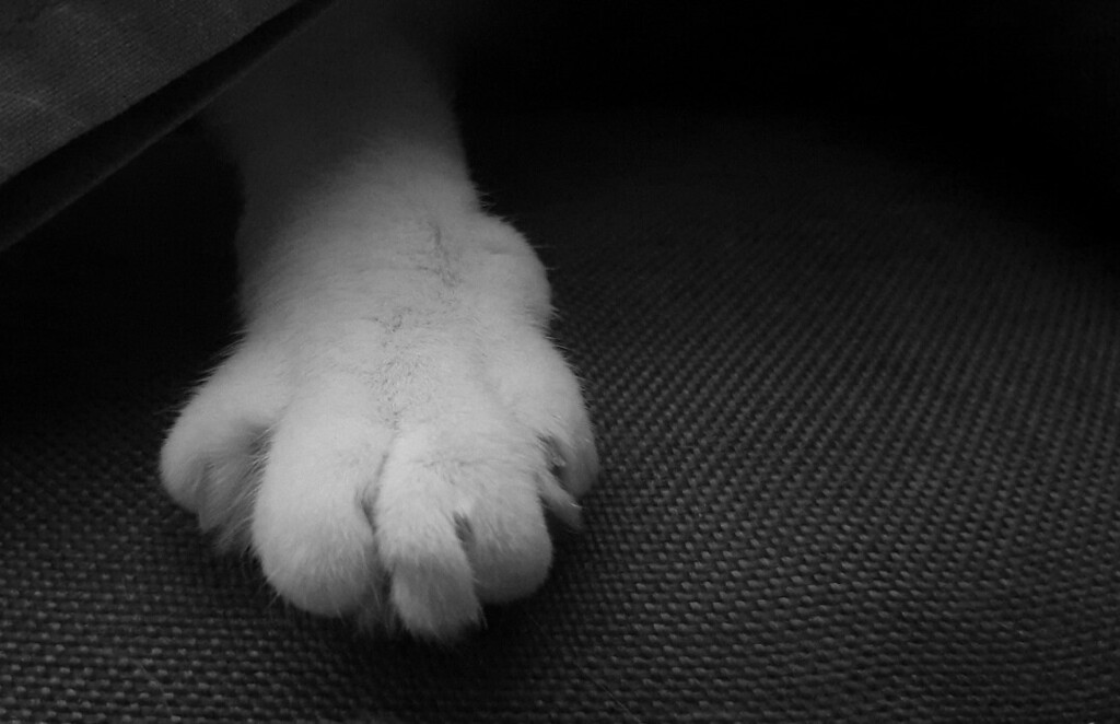 kitcatpuzzle's tweet photo. Feed me, or the couch gets it! ๐ผ๐ช
#wickedcatwednesday #catsinblackandwhite #catlife #catantics #pawtrait https://t.co/Dndmir7spS https://t.co/sz9FJ1SVQc