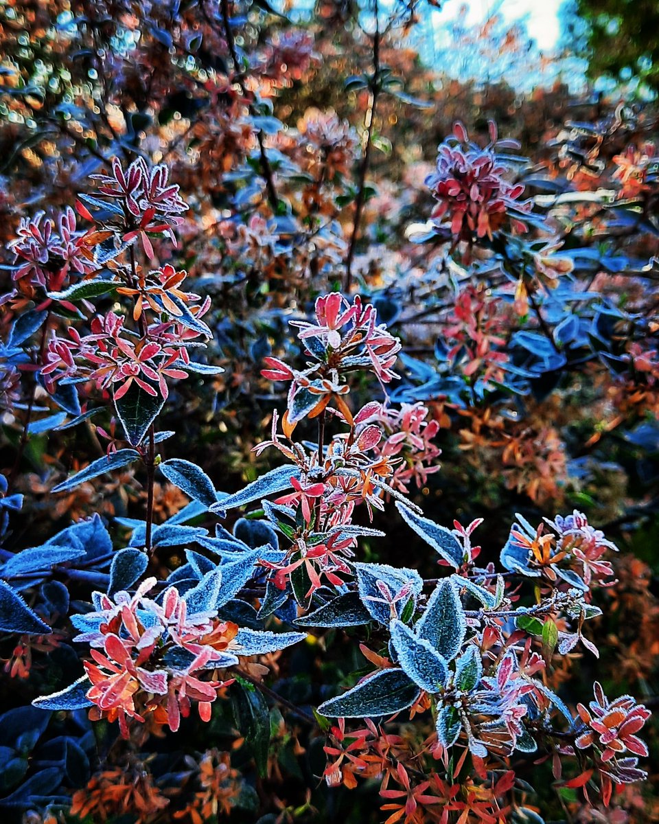 28MaaikeVogel09's tweet photo. #goedemorgen
Vandaag #1februari is dag 1 van #kleurindenatuur initiatief van @ChrRoland
De kleur/thema/code vandaag is #GroenBlauw #BlauwGroen R0, G128 en B128
Dit is bij mij de enige foto die het meest in de buurt komt bij de kleurcombinatie van vandaag.
#fijnedag https://t.co/62rHx045wG