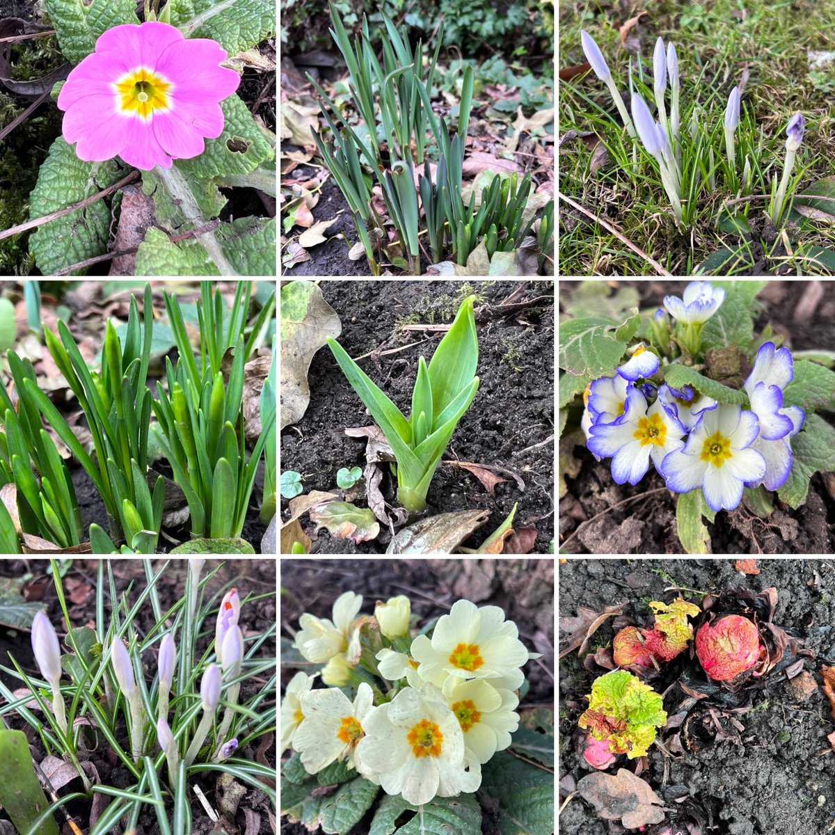 R40JTR's tweet image. The first of February and my garden is slowly awakening from a dream 🌼🌿🌸 #firstoffebruary #inmygarden #gardentwitter
