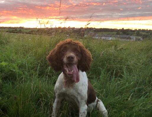 PSOSDogs's tweet image. #PDRexi has been busy helping officers with vehicle searches. She located a large quantity of Class A and B stashed in a secret compartment and then located items that the suspect thought he had thrown far enough away from the car! #TheNoseKnows #PoliceDogsOfTwitter 🏴󠁧󠁢󠁳󠁣󠁴󠁿🐾