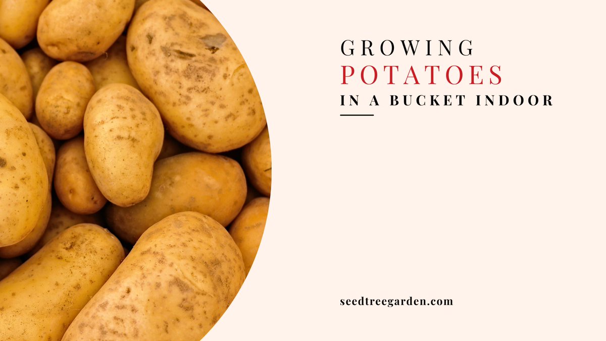 In this guide, we’ll show you everything you need to know about growing potatoes in a bucket indoors, from choosing the right variety of potatoes to harvesting and storing your crop.
seedtreegarden.com/vegetable-herb…