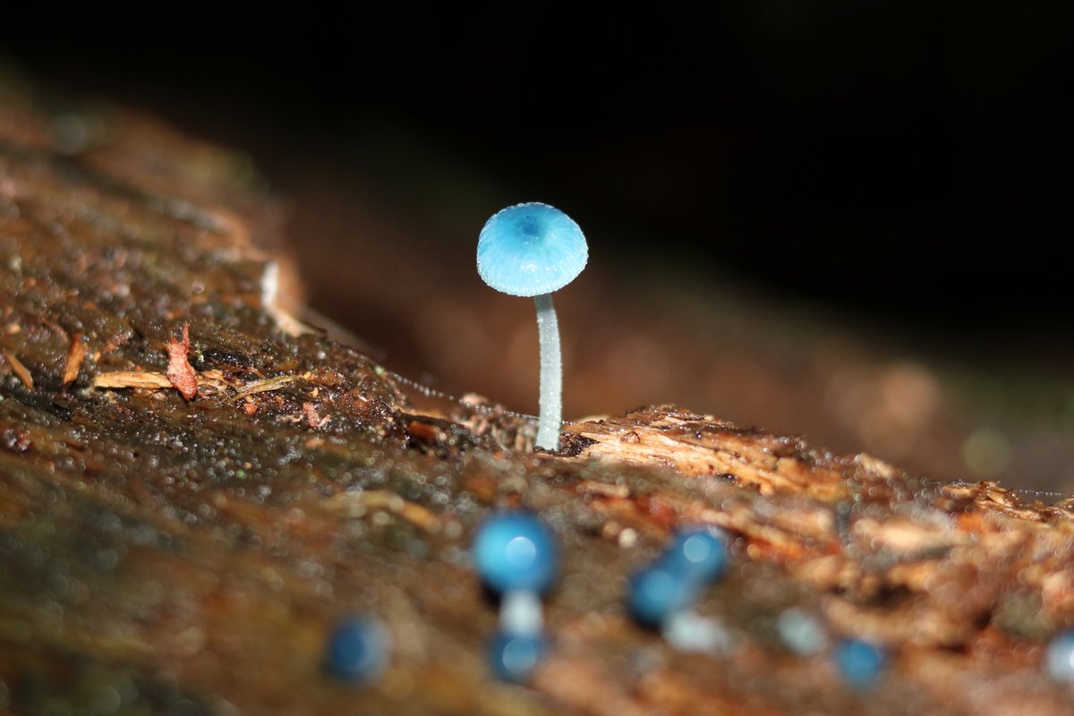 World and Science on Twitter "Fascinating These unusual bright cyan