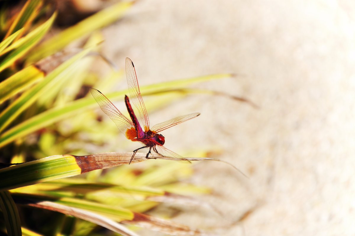 Red Dragon 🔥🐲
#photography #photographer #photographybloggers #photooftheday #flora #beautiful #NatureBeauty #NaturePhotography #nature #summer #naturelovers #floral #SummerVibes #dragonfly #insects #Macro #macrophotography #macrophoto #CrittersOnTwitter #critter #animals