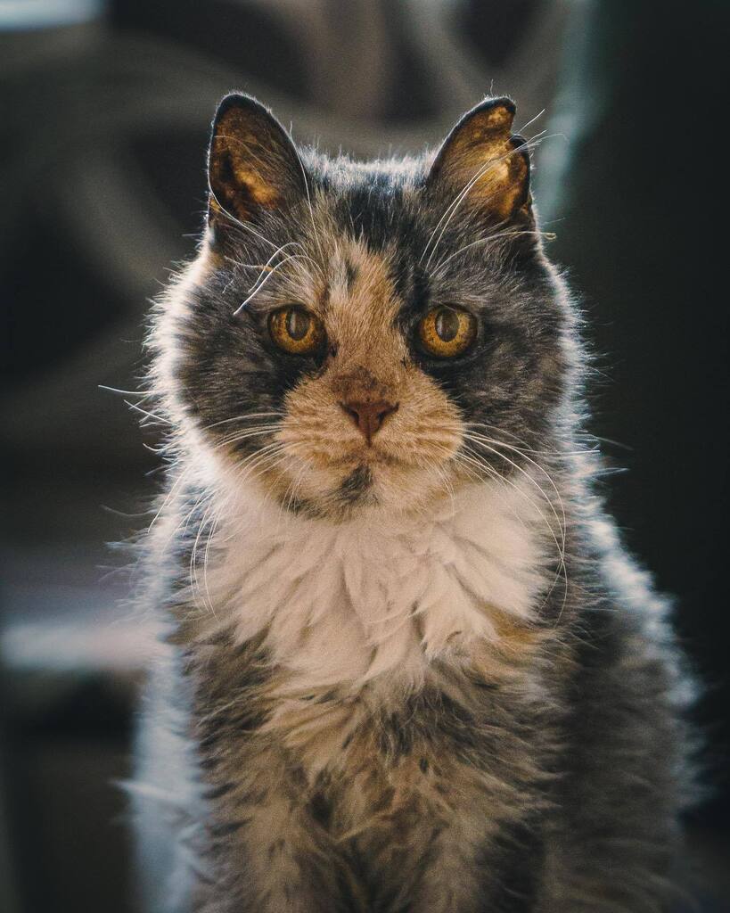 Василиса.
.
.

#cat #cat4life #cat4ever #cat_addict #Animal #Feline #DomesticCat #Portrait #Pet #OneAnimal #Whiskers #Mammal instagr.am/p/CoHBotwoPSs/