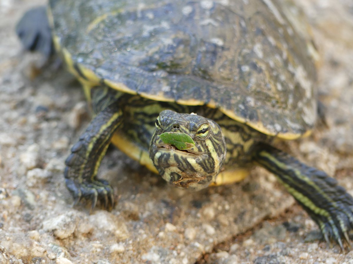 Caltech_Turtles tweet picture