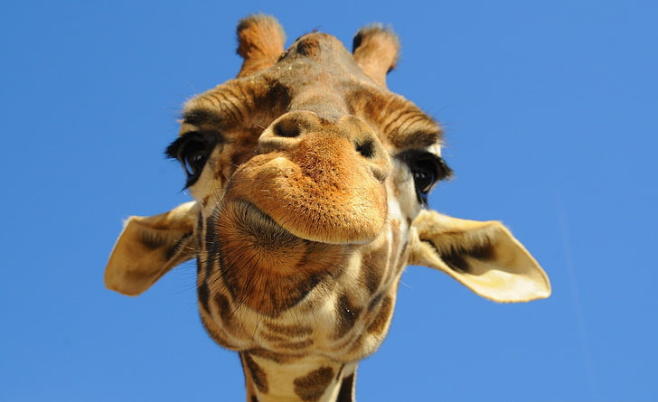 GiraffesInu's tweet photo. hello everyone, the airdrop is coming today.....
 
did y'all ready for joining this event?

#Giveaway 
#SOL #Solana  #SolanaGiveaway #SolanaAirdrops #bitcoinprice #BITCOIN #Etherium #SolanaGiveaways https://t.co/DEEcz3xQEQ