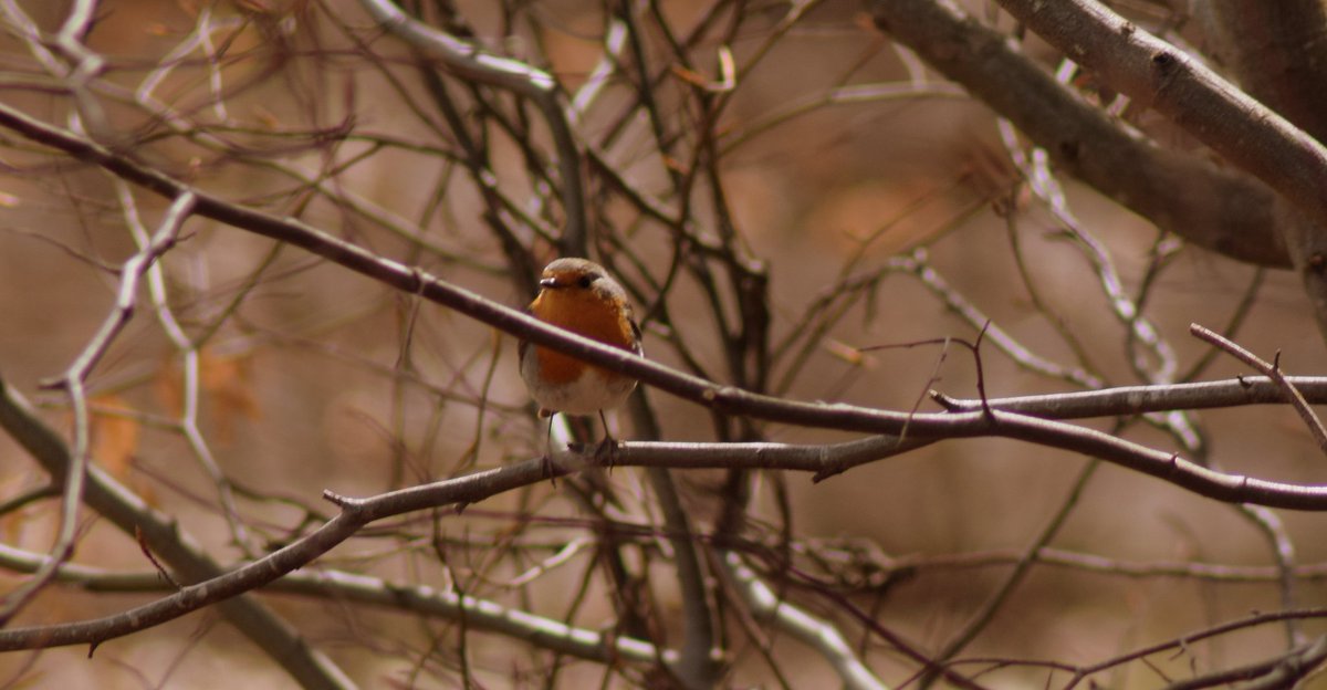 28MaaikeVogel09's tweet photo. #goedemorgen
Vandaag #1februari is ook #februarivogelmaand van start gegaan, initiatief van @wilma_meijerink
Vandaag staat bij deze #challenge het #Roodborstje centraal.
Tijdje geleden dacht ik dat ik het roodborstje pas 2 x had gespot, later kwam ik er achter dat het 3 x is. https://t.co/mRqzSwaDjp