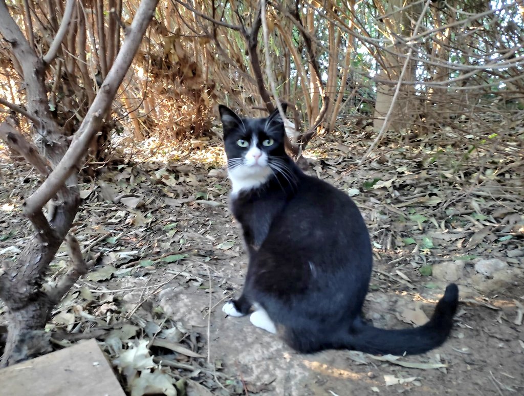 cfparquecentral's tweet photo. ¡Buenos (y fríos) días os desea Batman! La personita que lleva esta red ha estado un poco enredada con la vida, pero volvemos con más michis y, en breve, un magnífica rifa.

#gatosparquecentral https://t.co/1ZHUuUVaTY