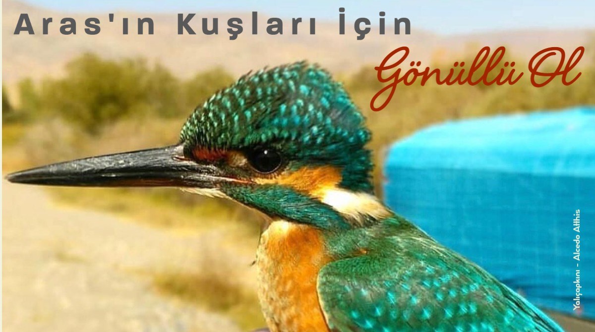 2023 İlkbahar Kuş Halkalama Sezonu, Aras Kuş Araştırma ve Eğitim Merkezi'nde (@arasbirdstation ) başlıyor. Katılım koşullarını incelemek ve gönüllü olarak çalışmalarımıza katılabilmek için, kuzeydoga.net adresini ziyaret ederek başvuru formunu doldurabilirsiniz.